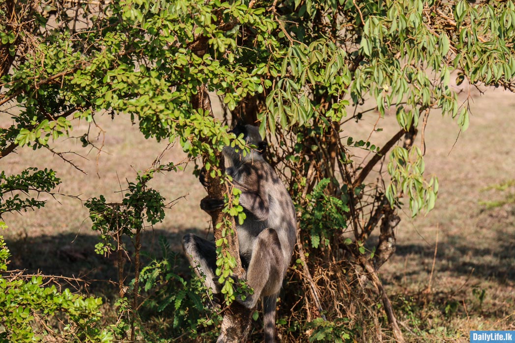 Monkey at Yala